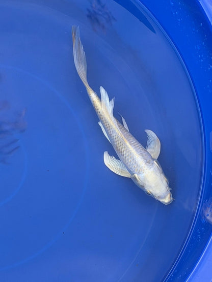 Platinum Ogon Butterfly Koi 8"
