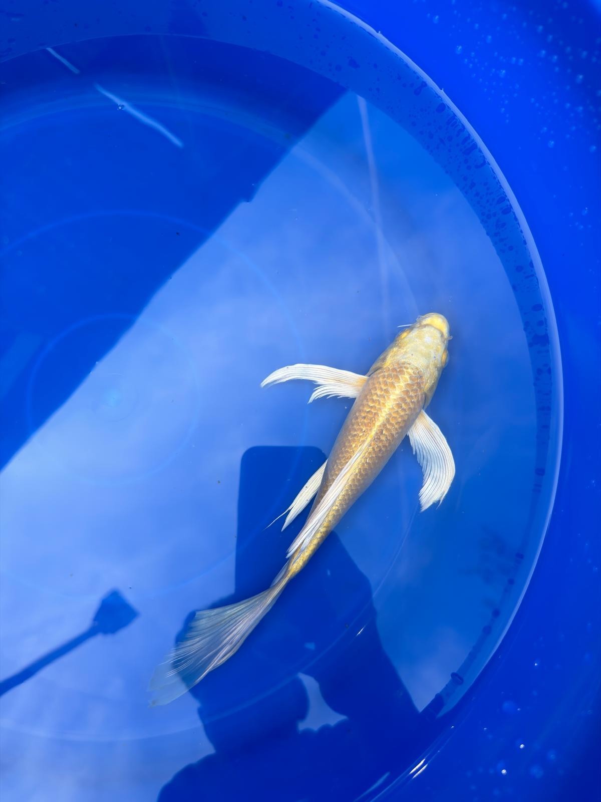Yamabuki Butterfly Koi 9"