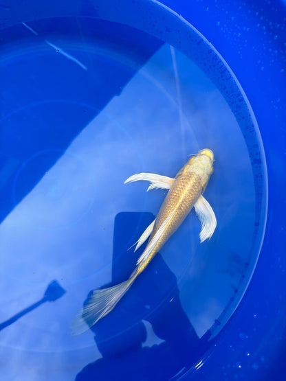 Yamabuki Butterfly Koi 9"