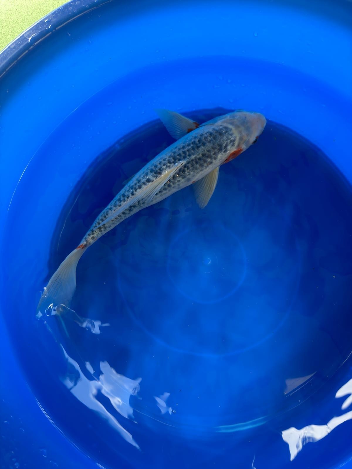 Asagi Koi 14"