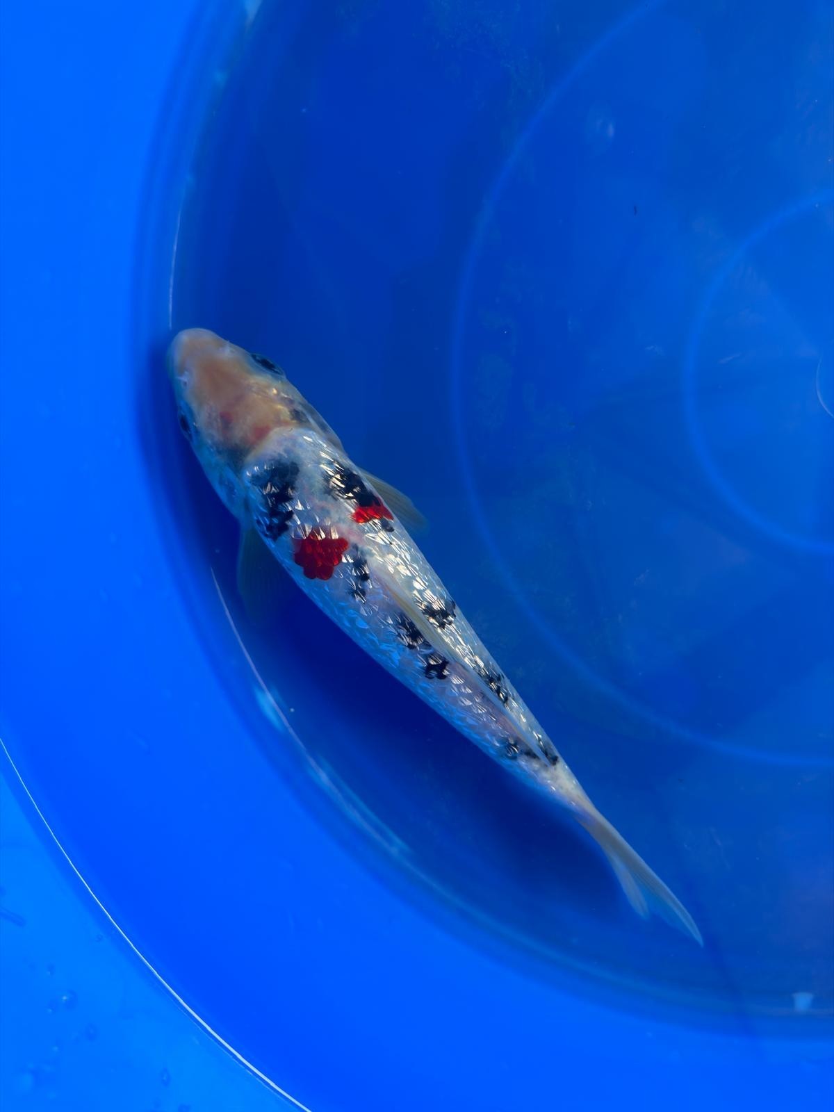 7" Ginrin Sanke  Koi
