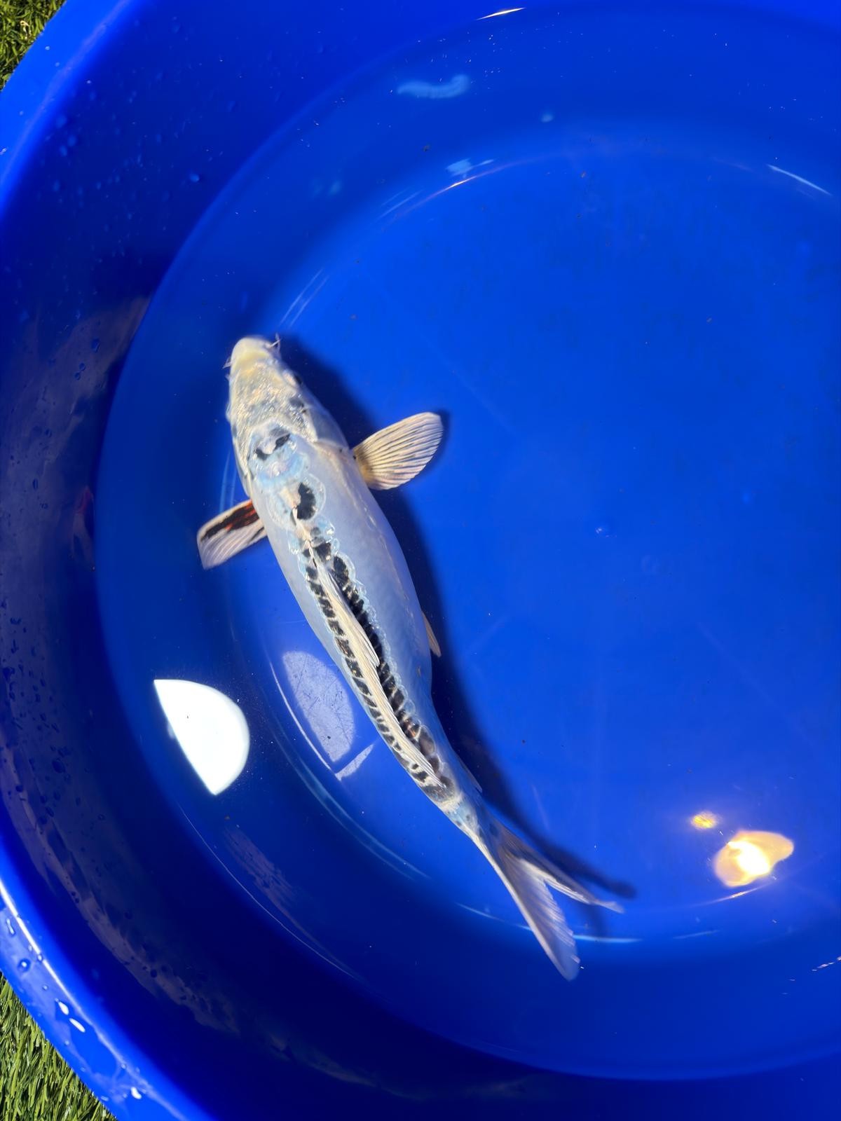 14.5"  Kikokuryu Japanese Import Koi