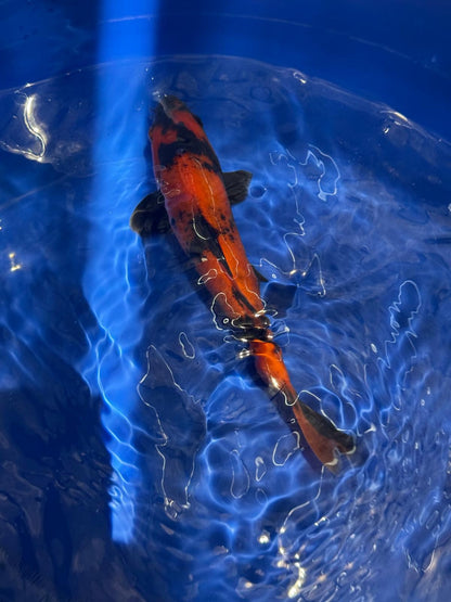 8" Hi Utsuri Japanese Imported (Hand Picked) T2