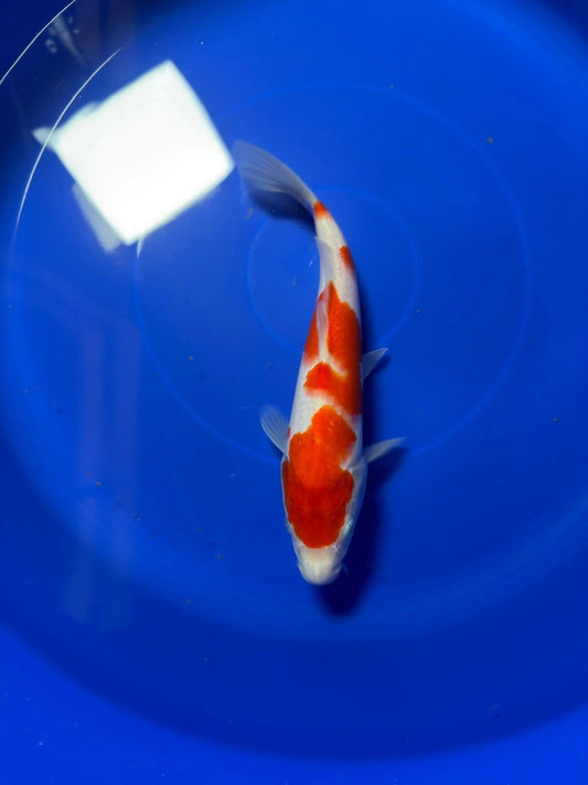 9" Kohaku Japanese Imported HQ(High Quality)