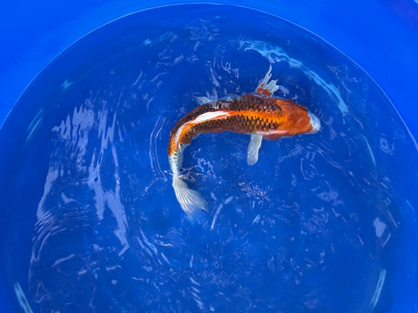 Japanese Kujaku 9" inch Koi T5