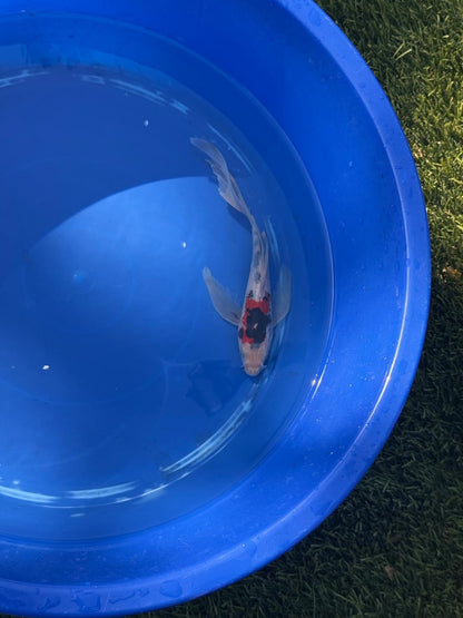 Showa Butterfly Koi 9 Inch
