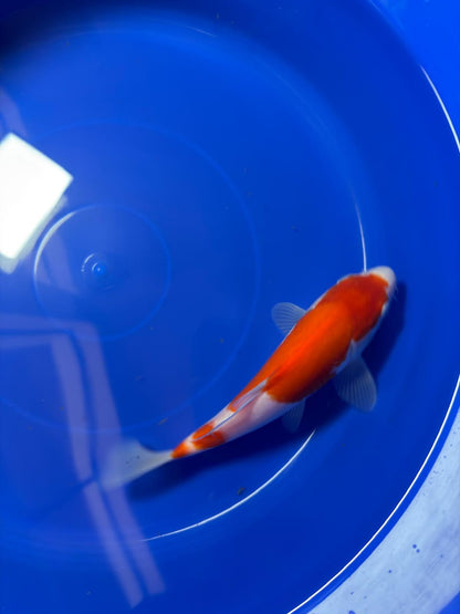 8"  Kohaku Japanese Import Koi (Hand Picked) T1
