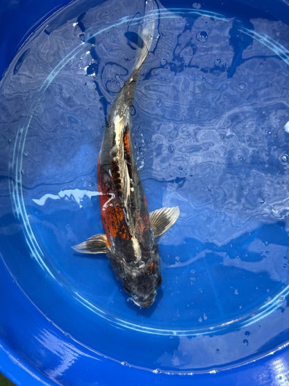 15"  Beni Kikokuryu Japanese Import Koi