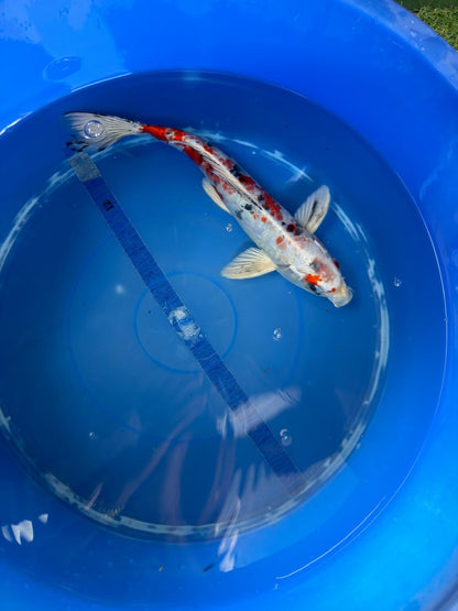 Taisho Sanke Koi 12"