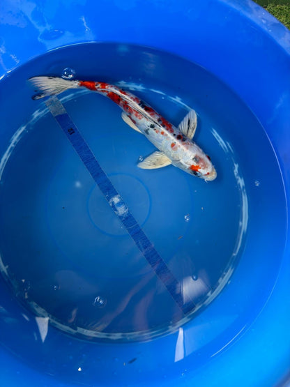 Taisho Sanke Koi 12"