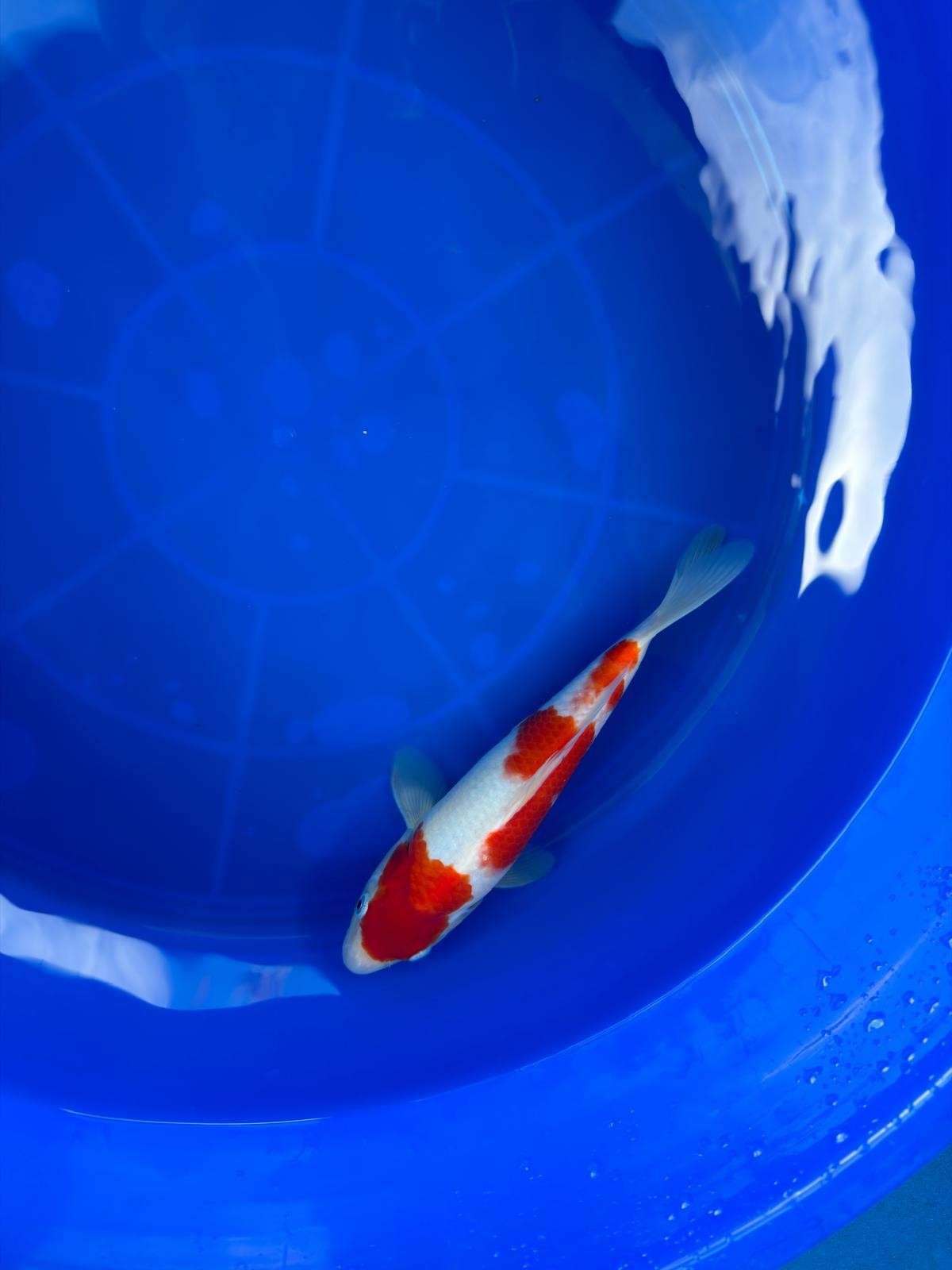 9" Kohaku Japanese Imported T2