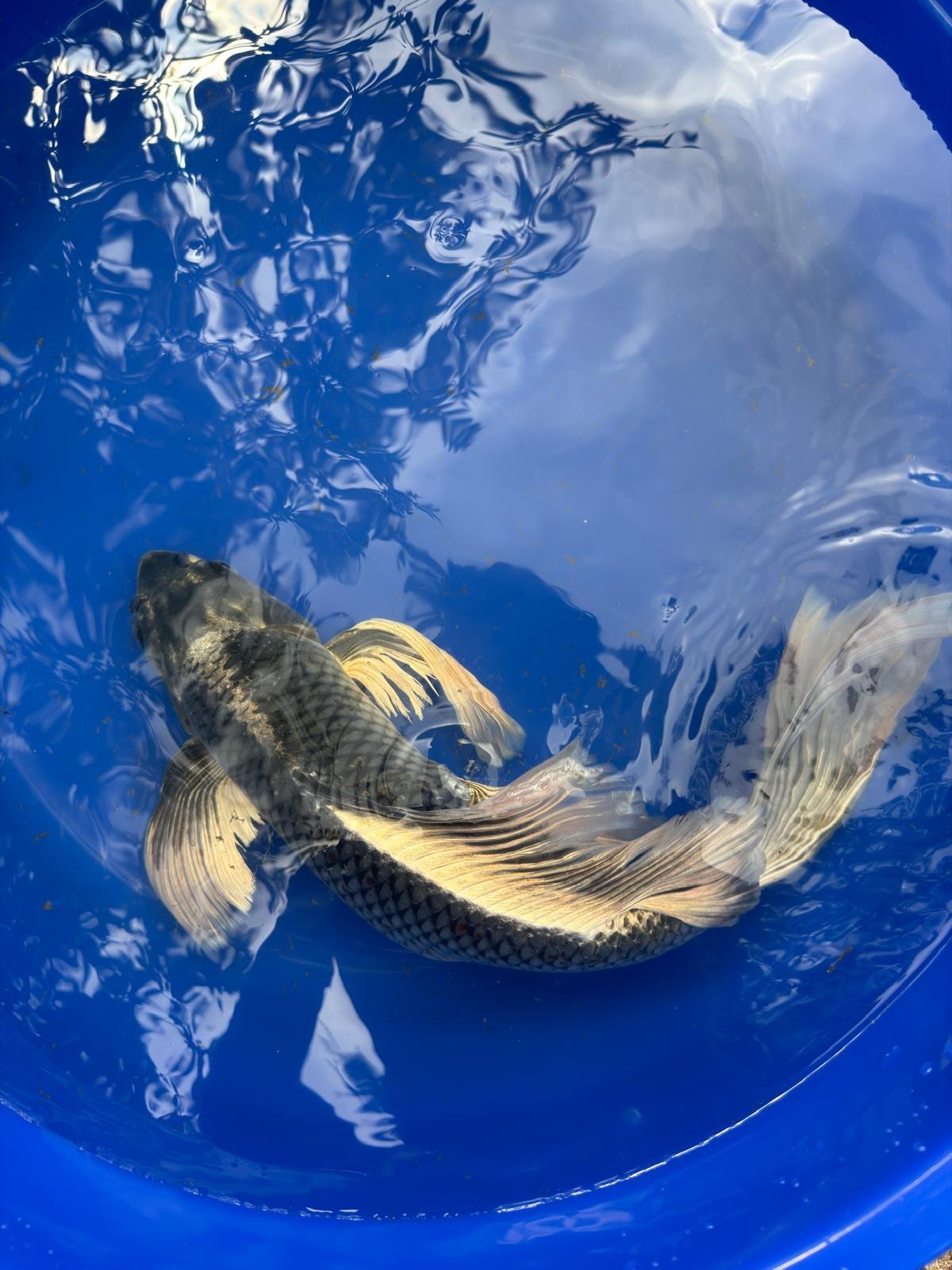 Matsuba Butterfly Koi 19"