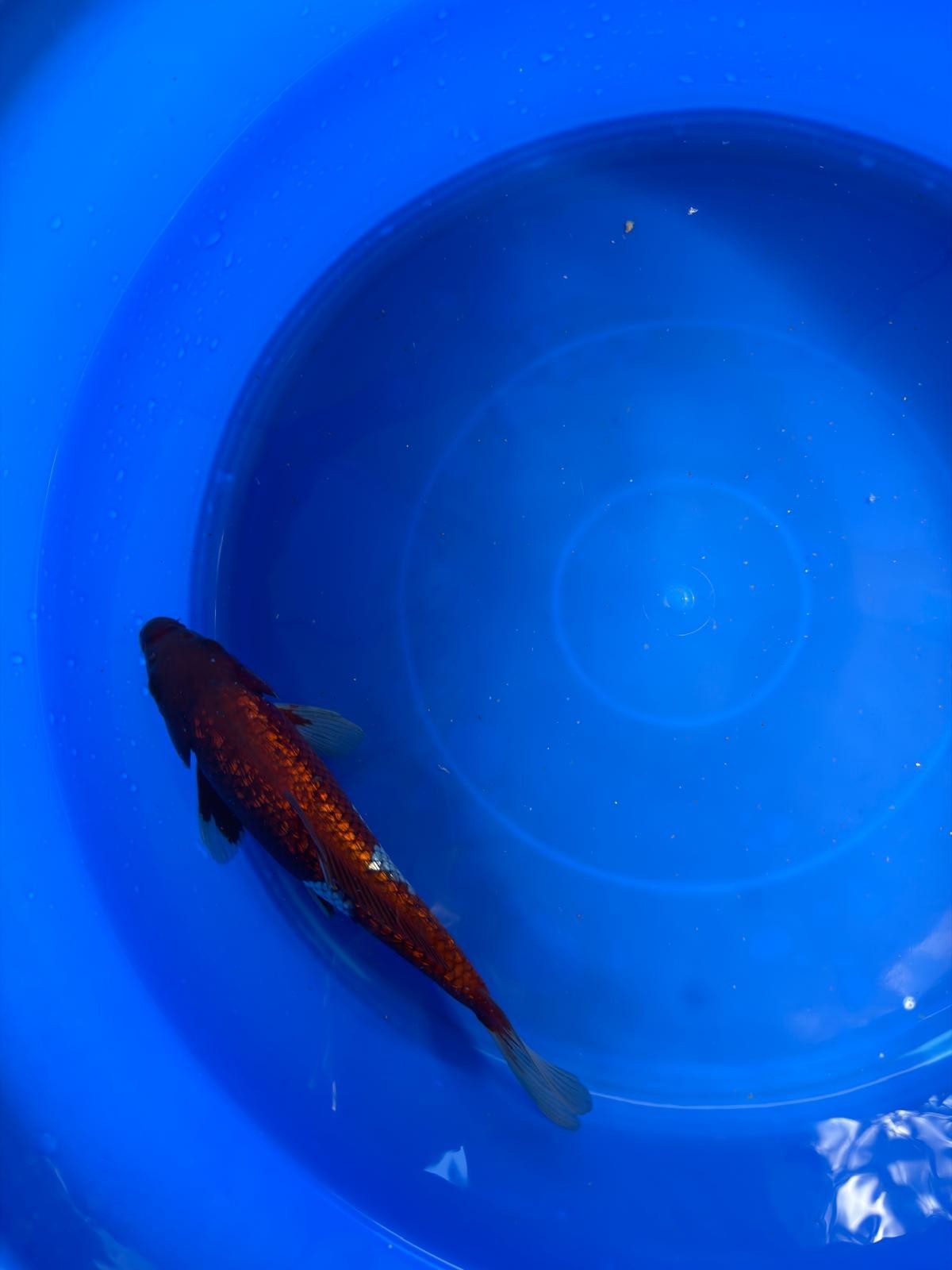 Ginrin Ochiba Koi 8"
