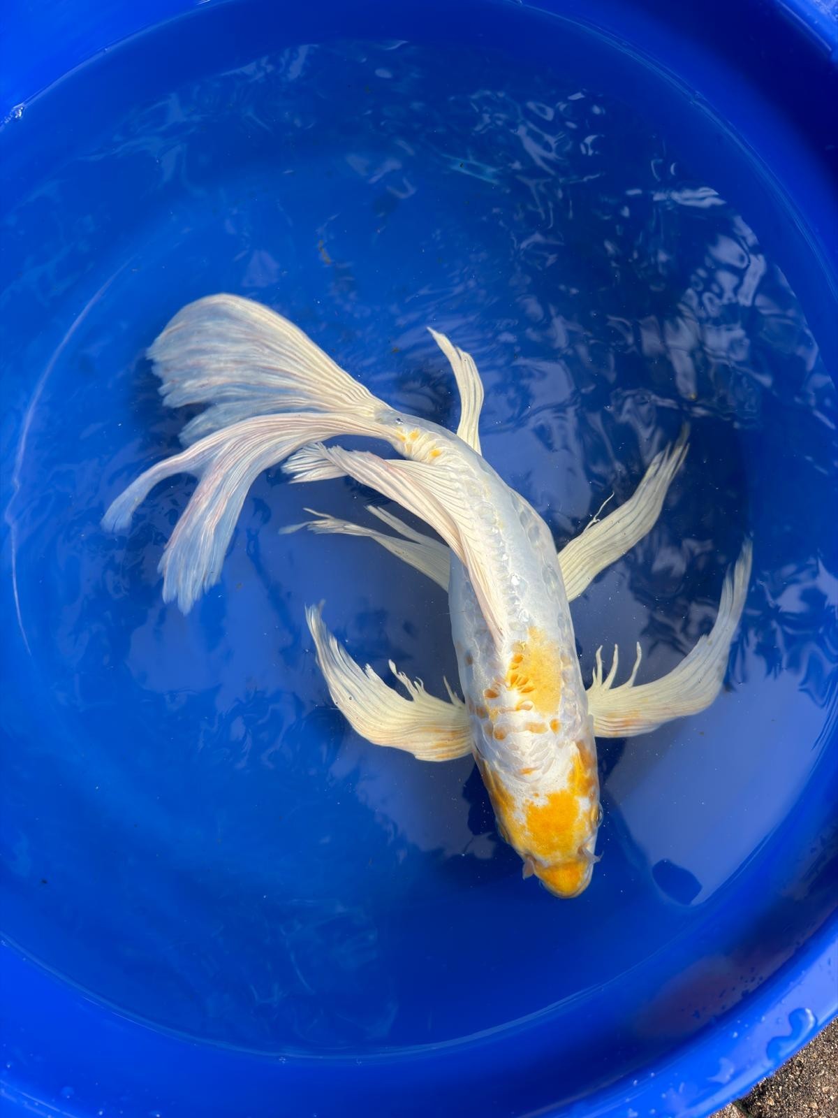 Doitsu Lemon Hariwake Butterfly Koi 17"