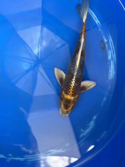 Matsuba Koi 9" GT