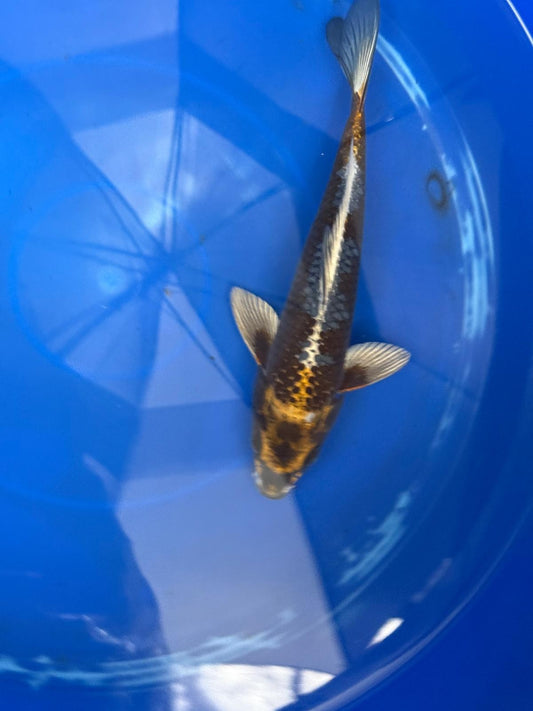 Matsuba Koi 9" GT