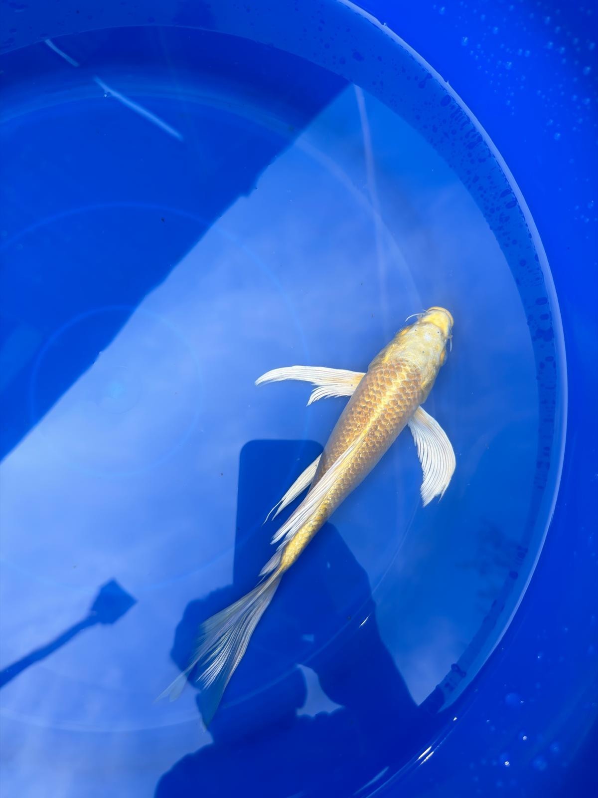 Yamabuki Butterfly Koi 9"