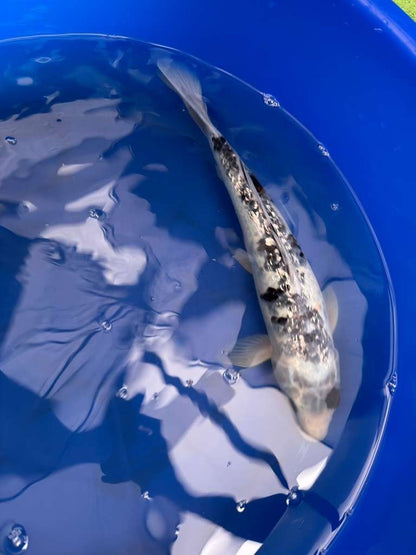 14 " Inch Gin Rin Shiro Bekko Koi