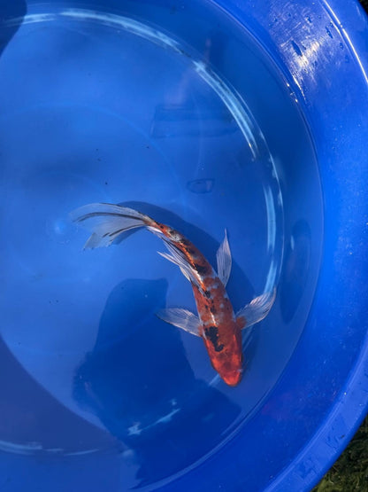 Showa Butterfly Koi 9 Inch