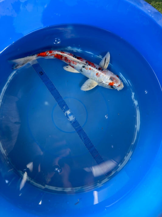 Taisho Sanke Koi 12"