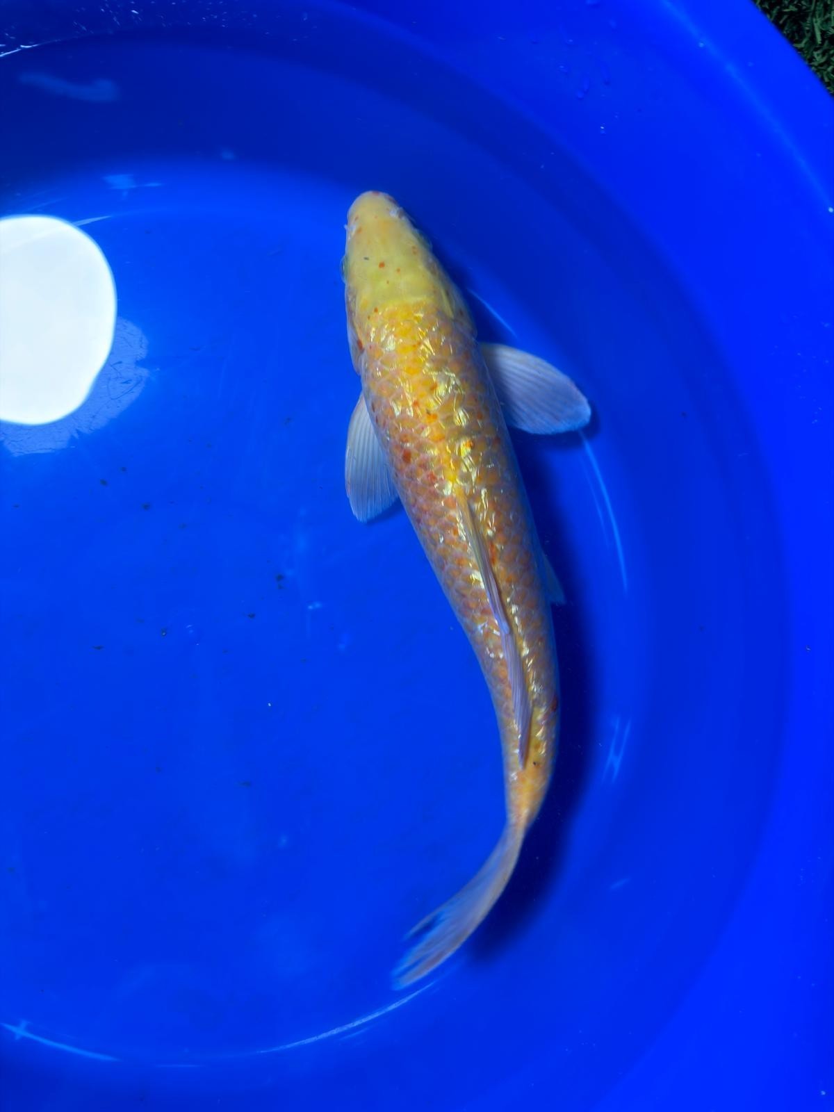13 Inch "Gin-Rin" Yellow Monkey Karashigoi Import Koi