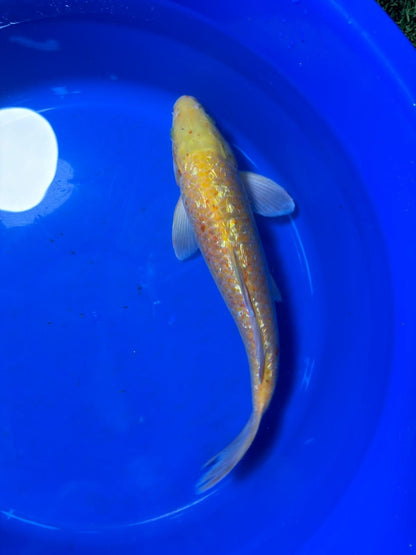 13 Inch "Gin-Rin" Yellow Monkey Karashigoi Import Koi