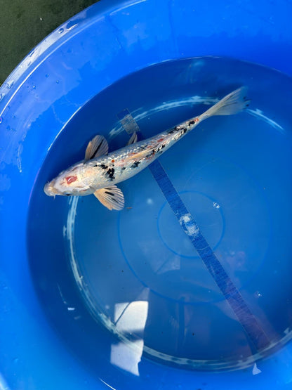 Ginrin Sanke Koi 12"