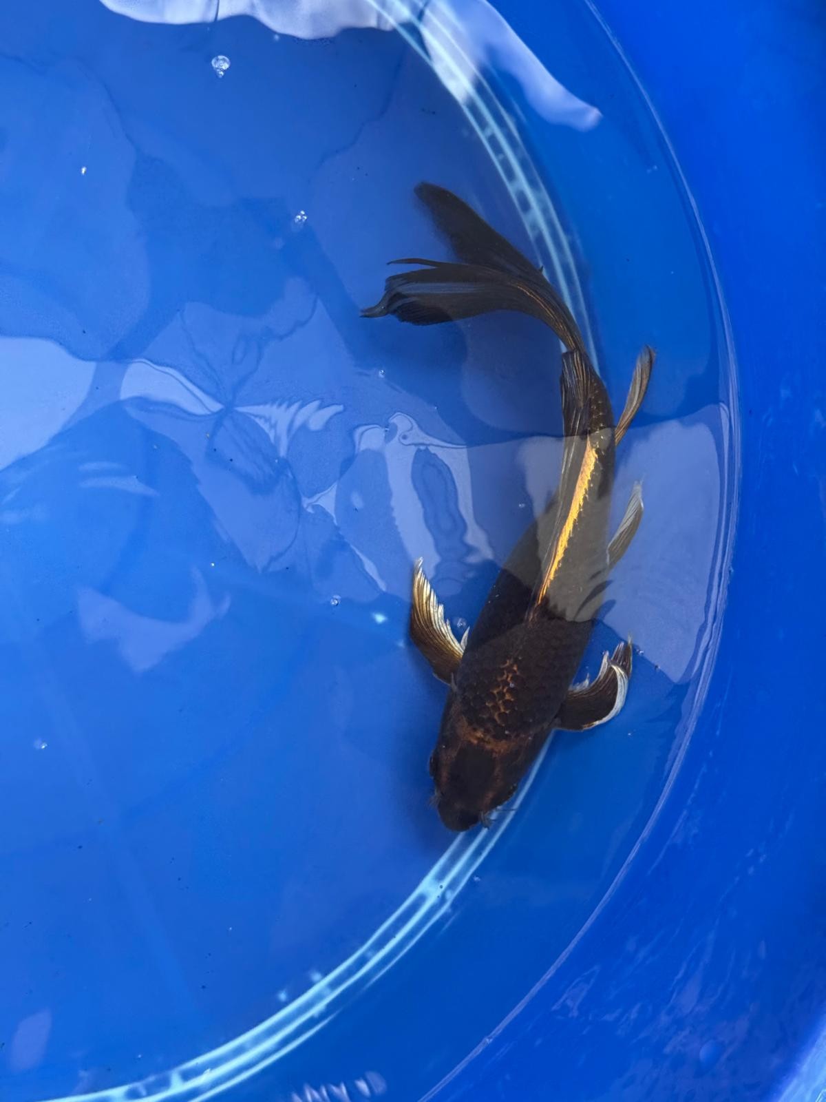 Kin Matsuba Butterfly Koi 9 Inch GT