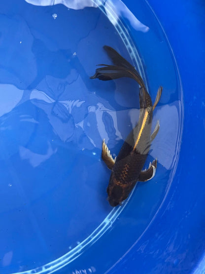 Kin Matsuba Butterfly Koi 9 Inch GT