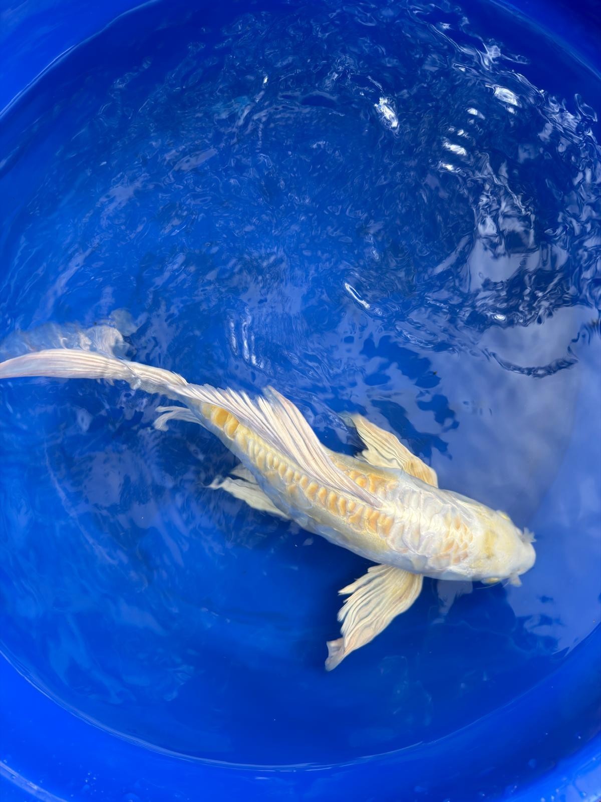 Doitsu Hariwake Butterfly Koi 15"