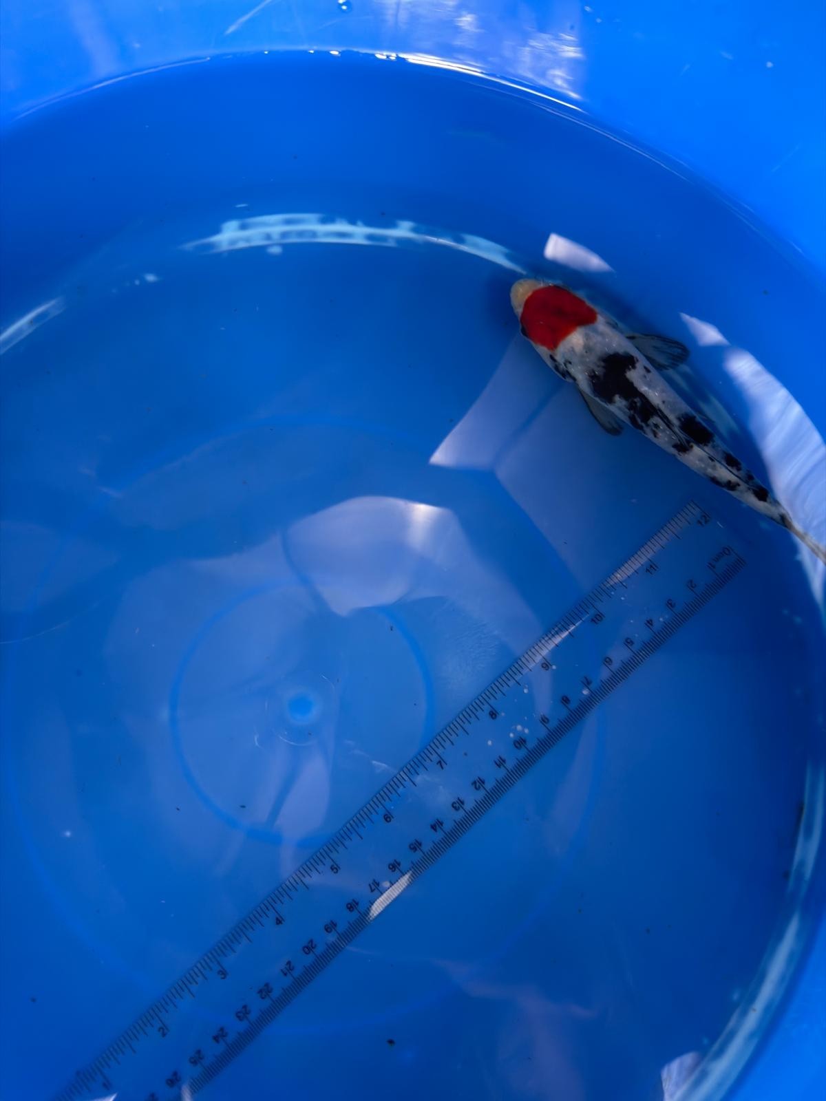 6"  Tancho Showa Japanese Import Koi (Hand Picked) T2