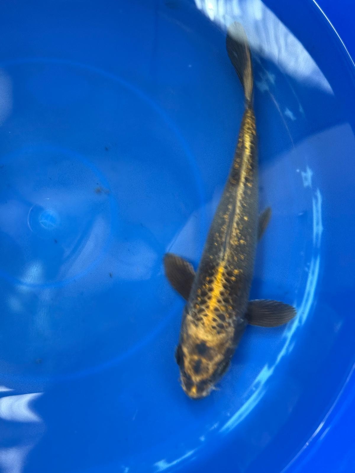 "Bronze" GinRin Matsuba 9"  Koi D