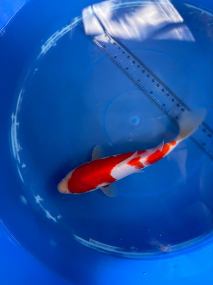 8" Kohaku Japanese Imported (HAND PICKED)