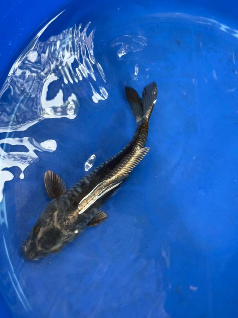 Doitsu Aragoke Koi 9 inch