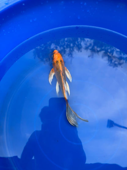 Kujaku Butterfly Koi 8"