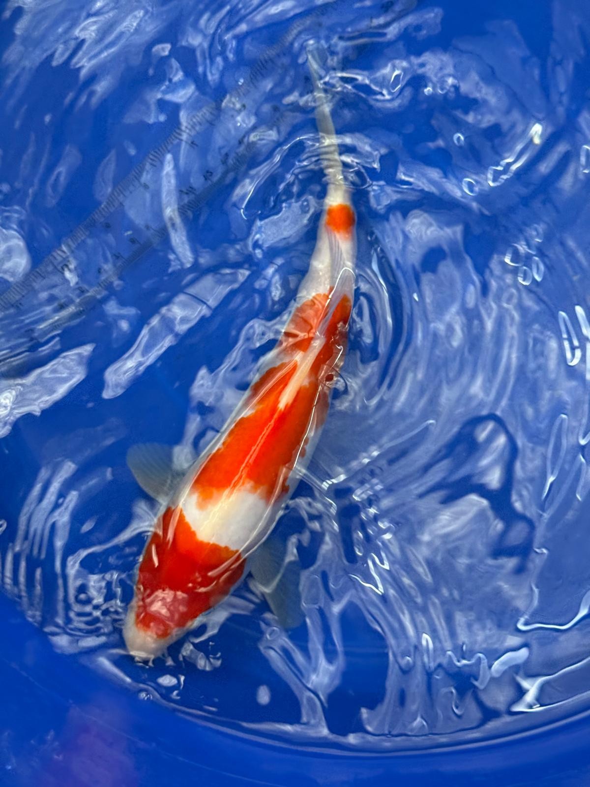 10.5 " Kohaku Japanese Imported (Hand Picked) T2