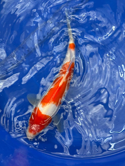 10.5 " Kohaku Japanese Imported (Hand Picked) T2