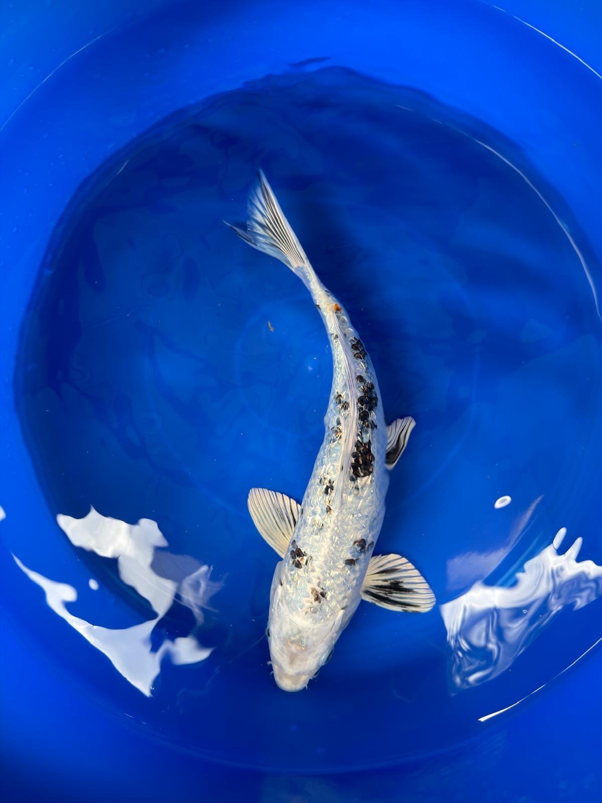 Ginrin Shiro Bekko Koi 12"