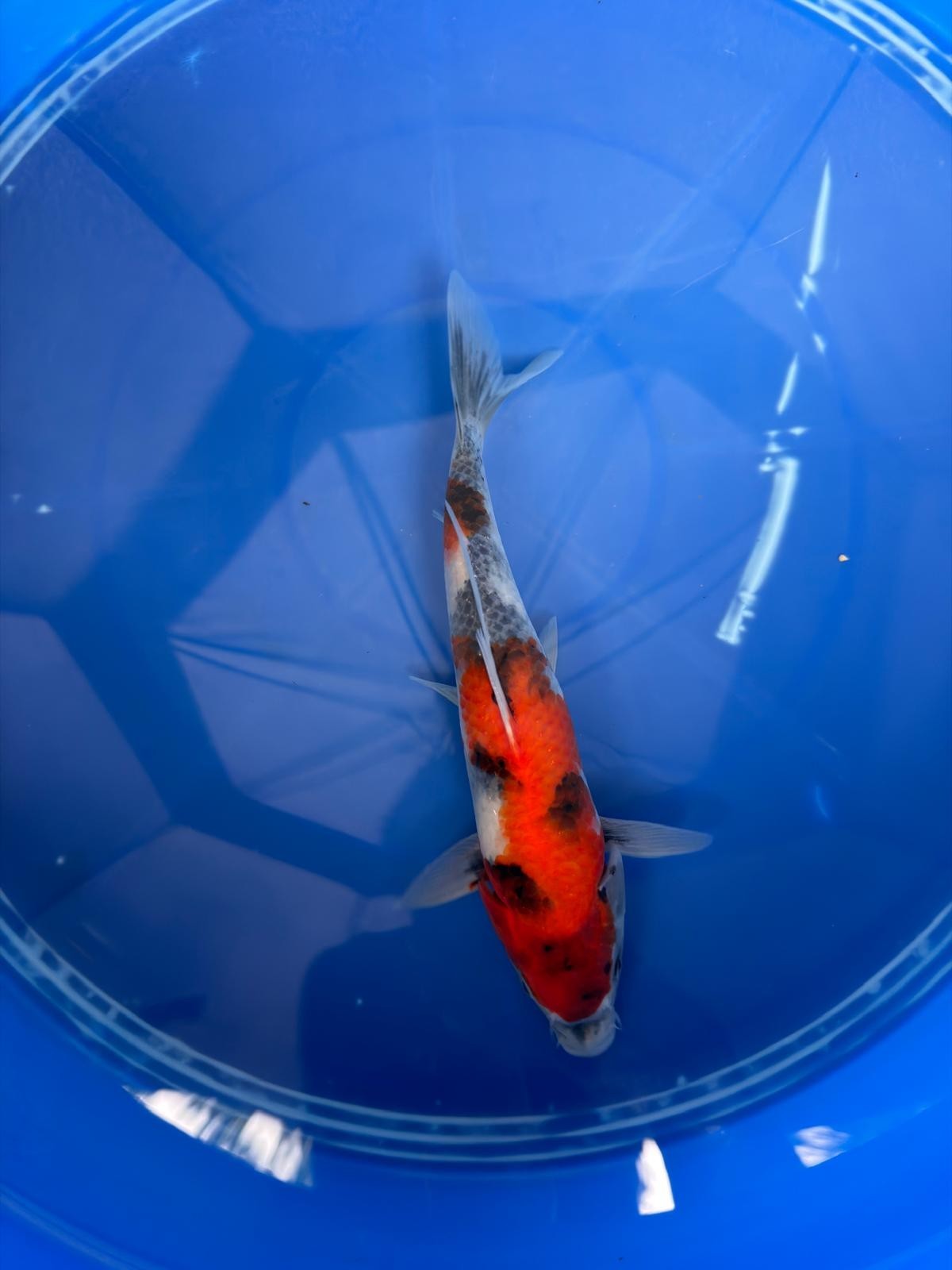 9" Showa Japanese Import Koi