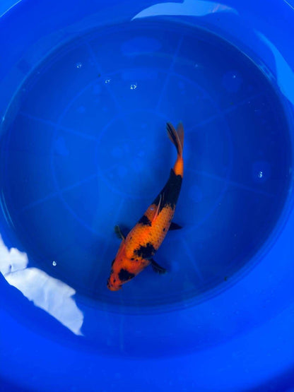 9" Hi Utsuri Japanese Imported T2