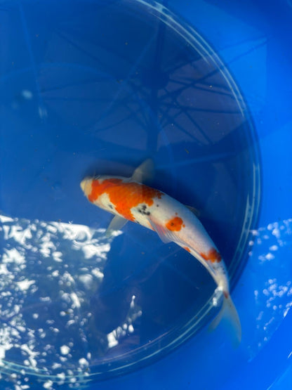 9.5" Sanke Japanese Import Koi