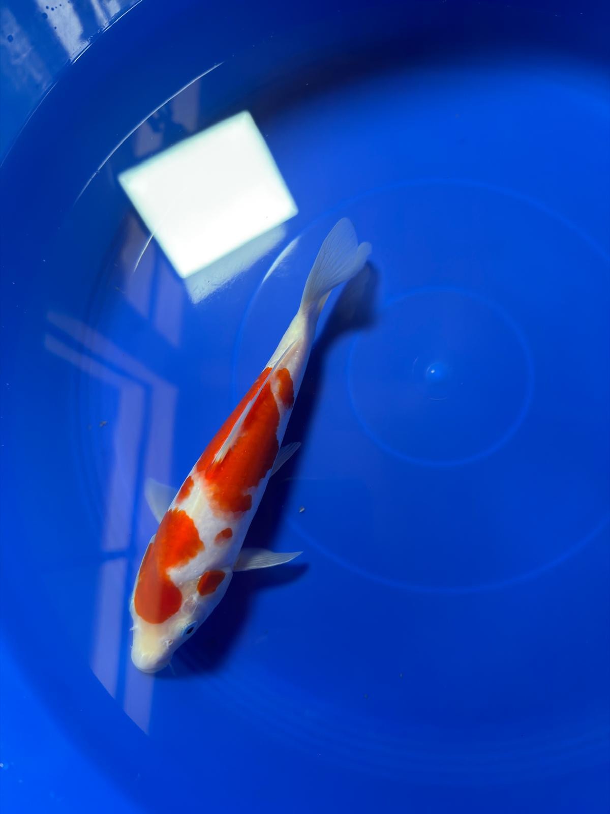 8" Kohaku Japanese Imported (Hand Picked)
