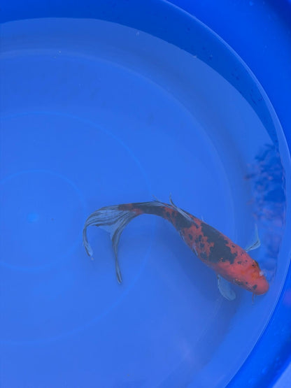 Aka Bekko Butterfly Koi 8"