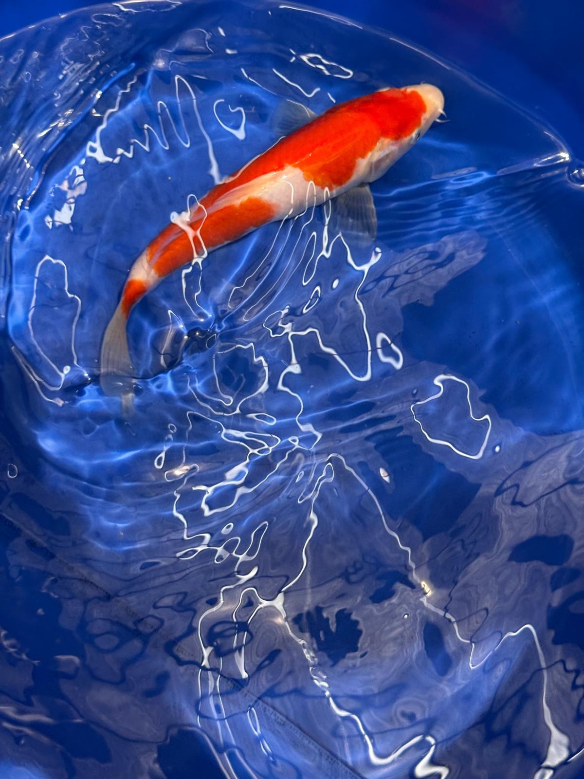 9" Kohaku Japanese Imported (Hand Picked) T2
