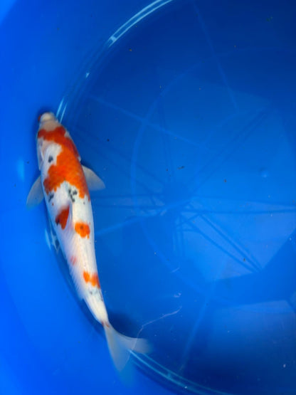 9.5" Sanke Japanese Import Koi