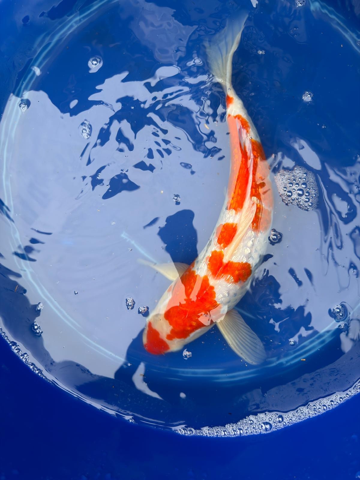 14" Inch "Gin Rin" Kohaku Koi