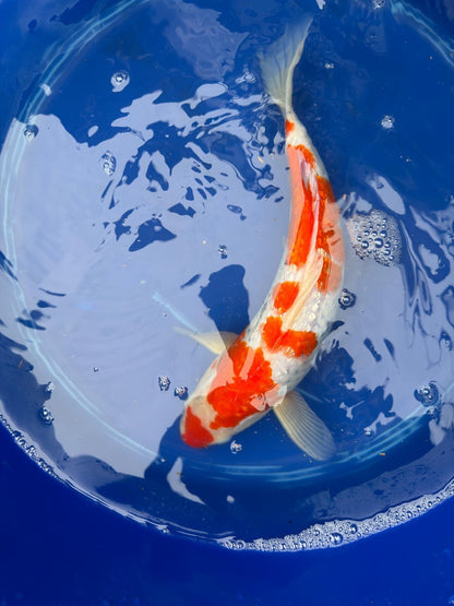 14" Inch "Gin Rin" Kohaku Koi