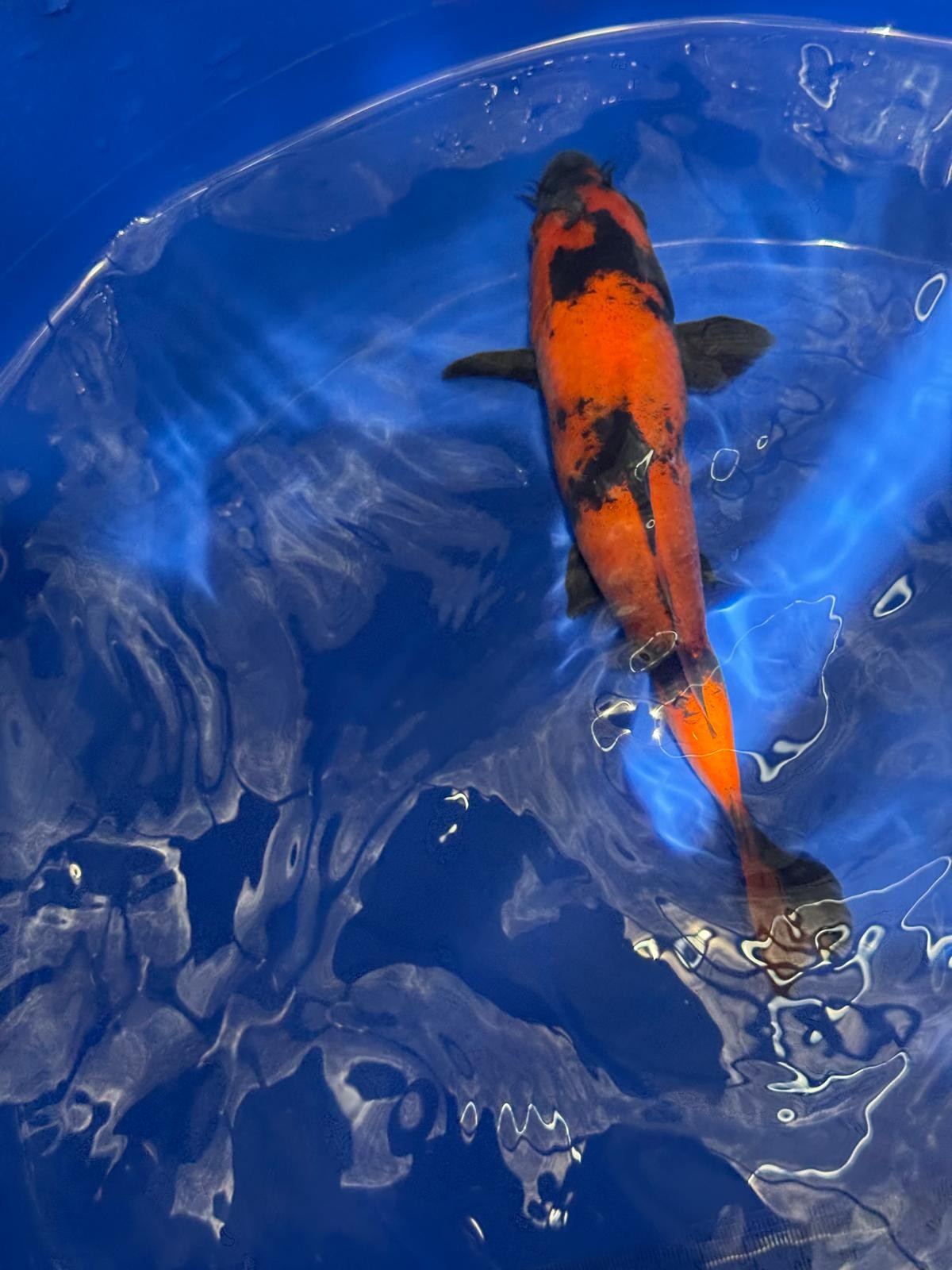 8" Hi Utsuri Japanese Imported (Hand Picked) T2