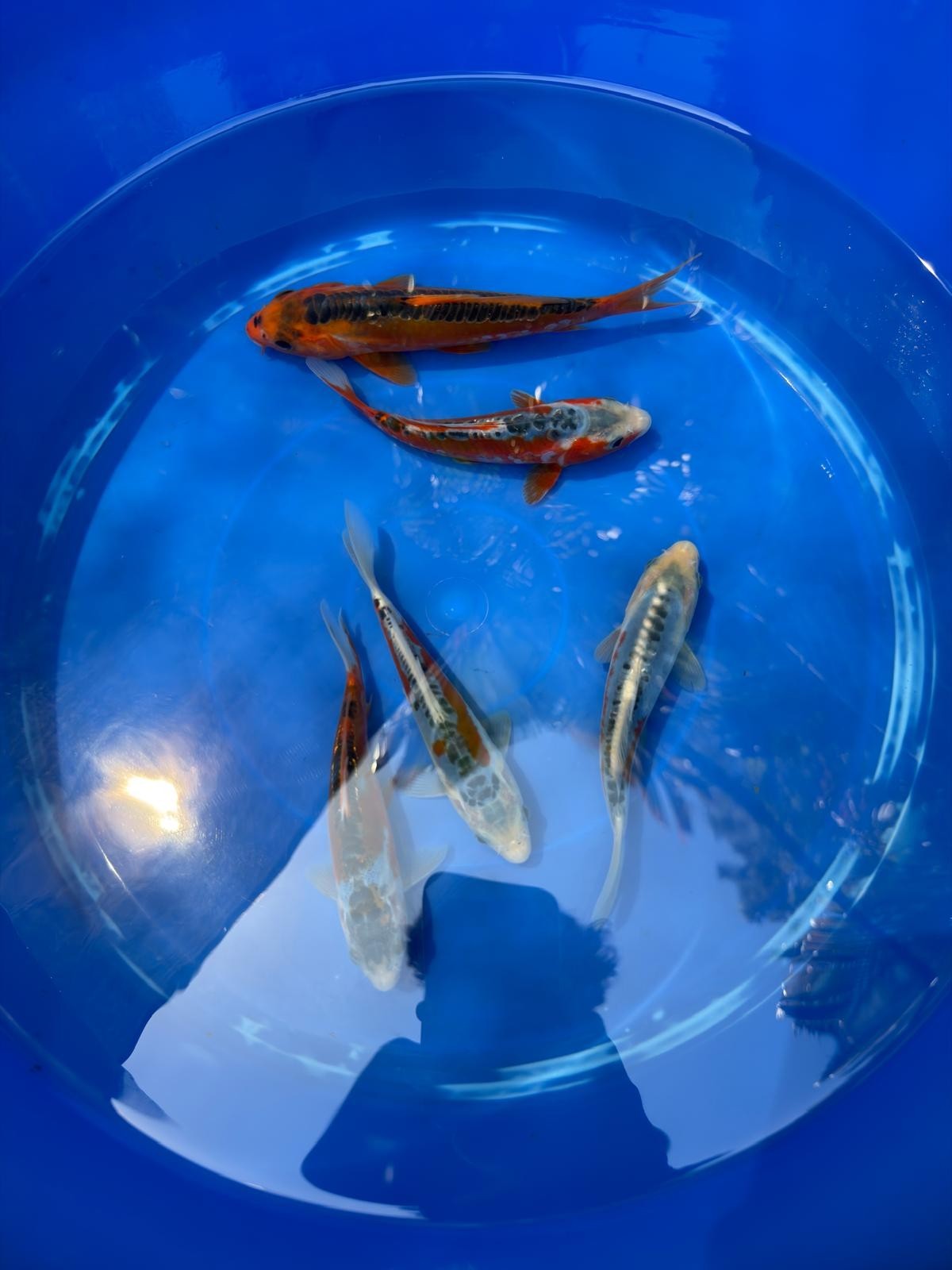 2 Pack of Japanese Shusui Koi 5" to 7"