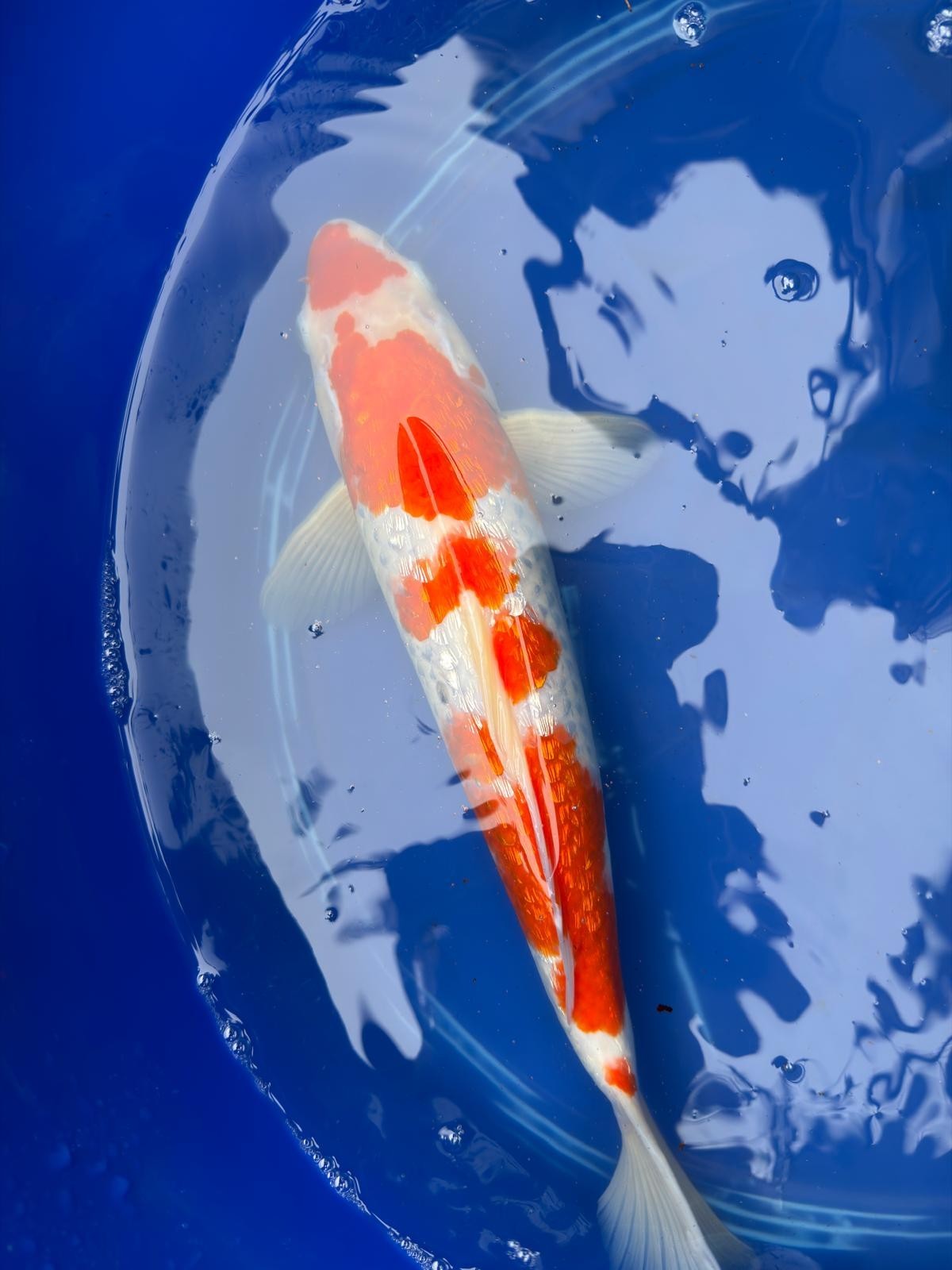 14" Inch "Gin Rin" Kohaku Koi